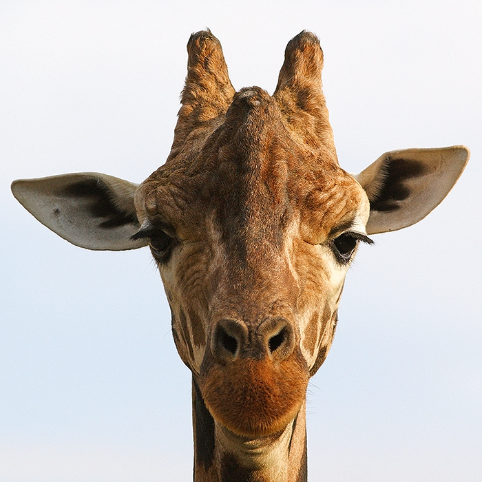 Giraffe frontal ...