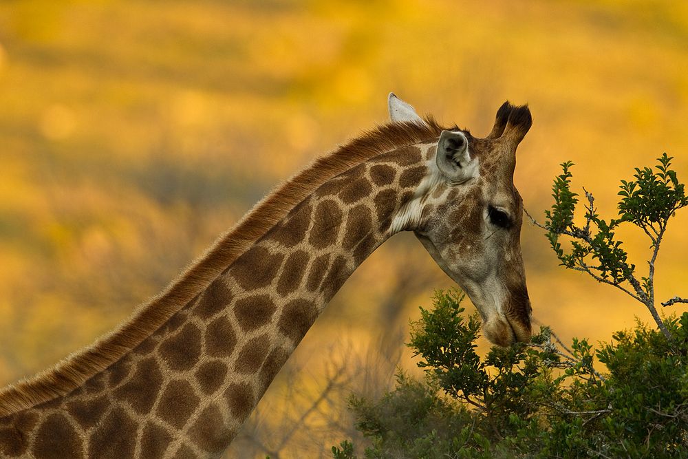 Giraffe früh am morgen
