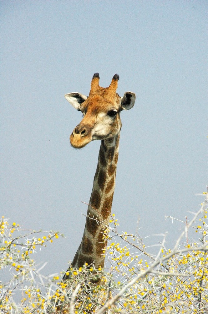 Giraffe ganz neugierig, wer Ihn da fotographiert !