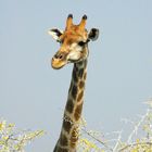 Giraffe ganz neugierig, wer Ihn da fotographiert !