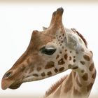 Giraffe, geschwungen