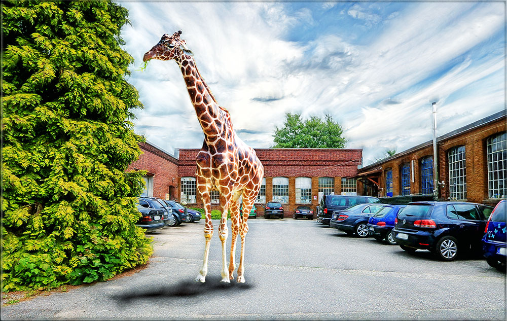 giraffe gesichtet in mönchengladbach ...