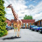 giraffe gesichtet in mönchengladbach ...