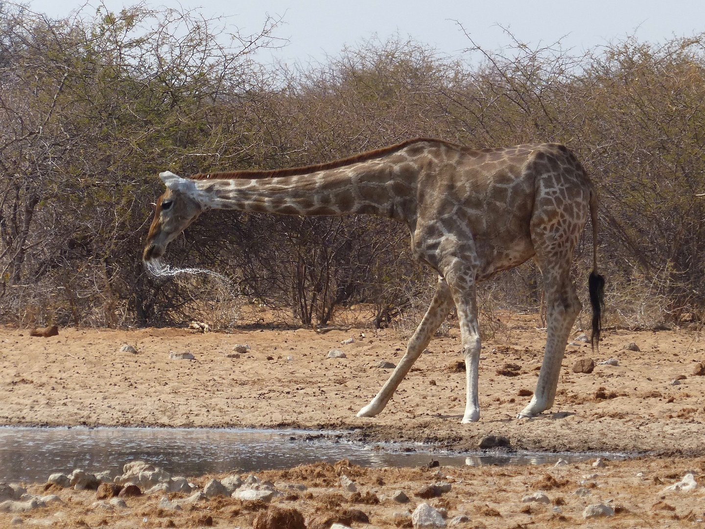 Giraffe gestoert beim Trinken