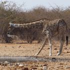 Giraffe gestoert beim Trinken