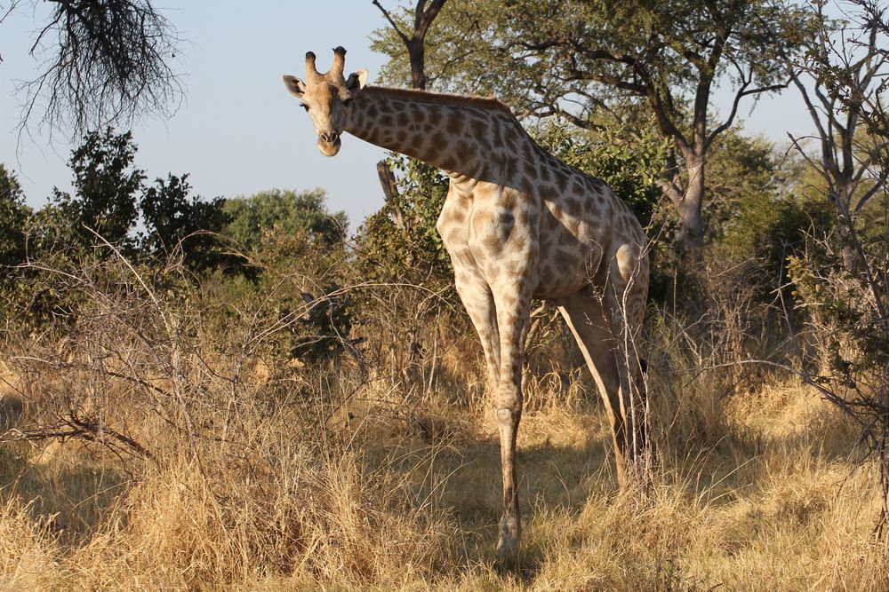 Giraffe (Giraffa camelopardalis) (2)