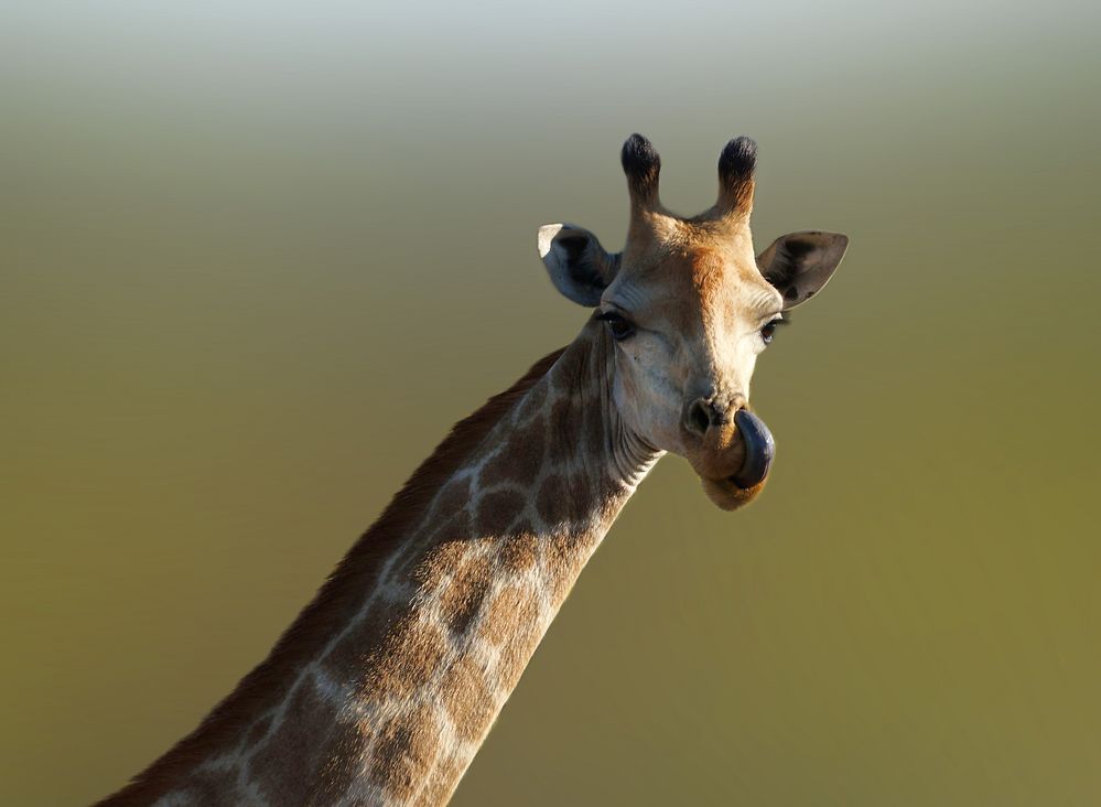 Giraffe (Giraffa camelopardalis) Foto & Bild tiere, wildlife