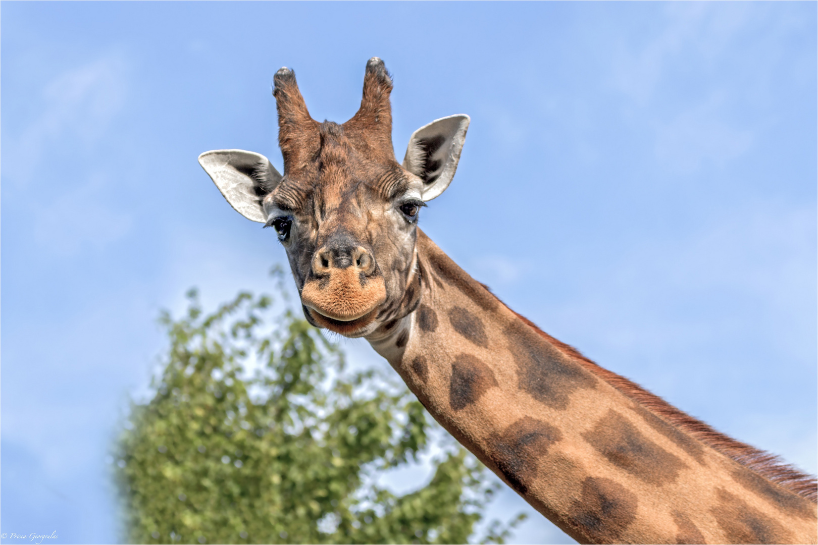Giraffe Giraffa - Camelopardalis antiquorum Foto & Bild | tiere, zoo