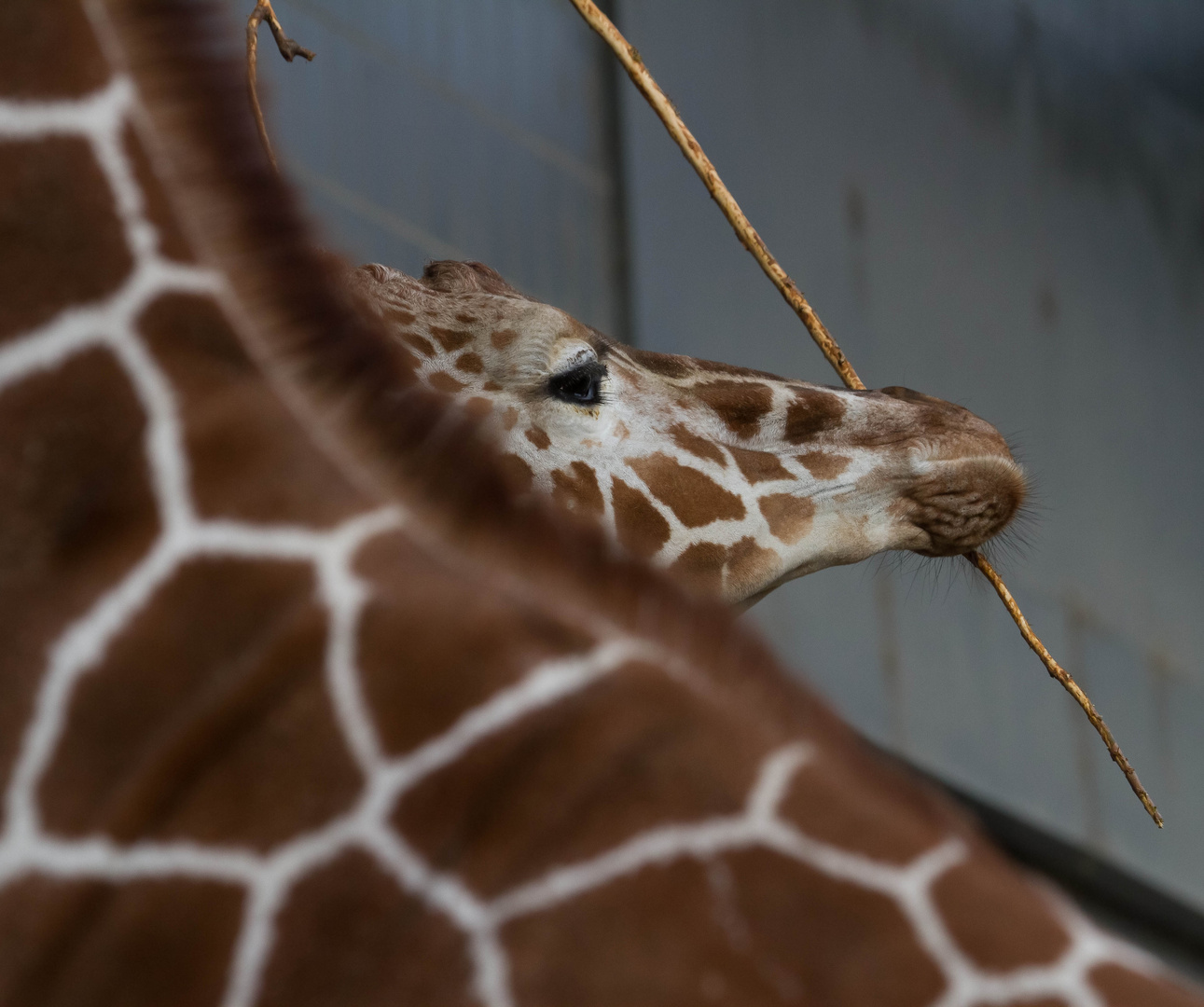 Giraffe (Giraffa camelopardalis)