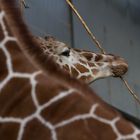 Giraffe (Giraffa camelopardalis)