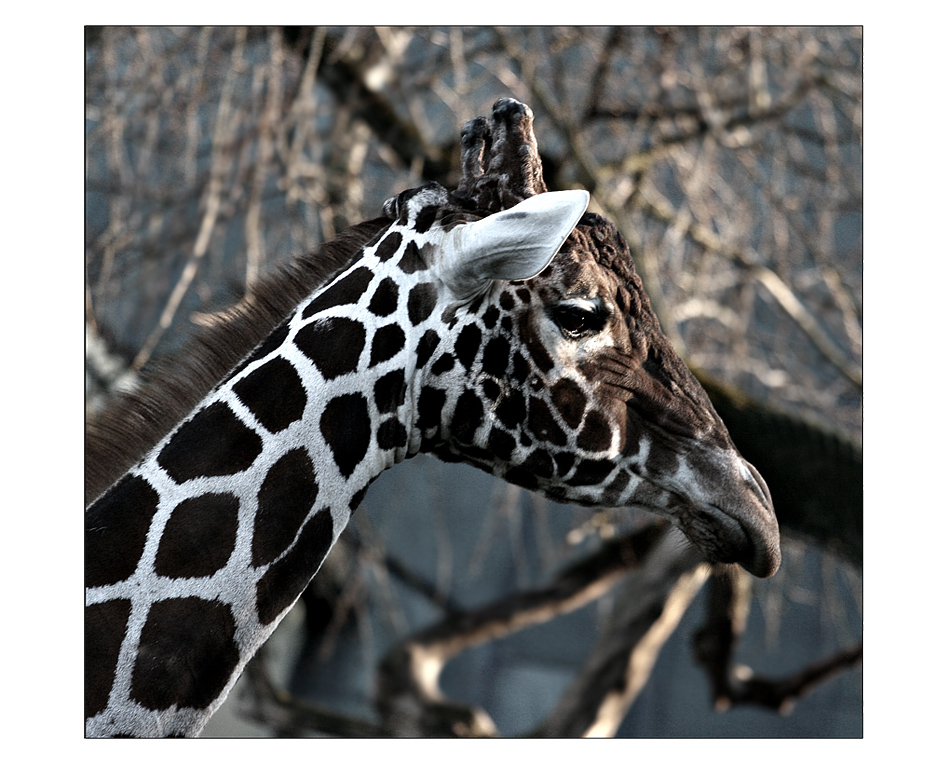 Giraffe Gisela zieht nen Flunsch