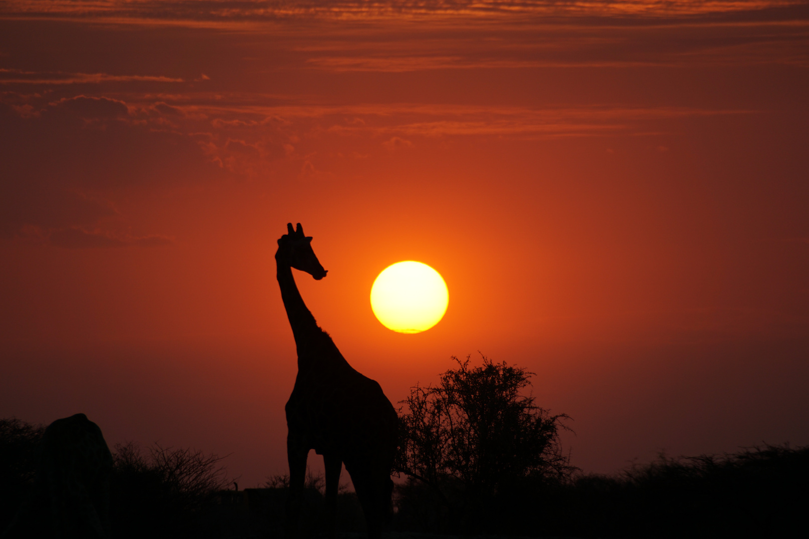 Giraffe guckt auf Sonne