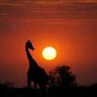 Giraffe guckt auf Sonne