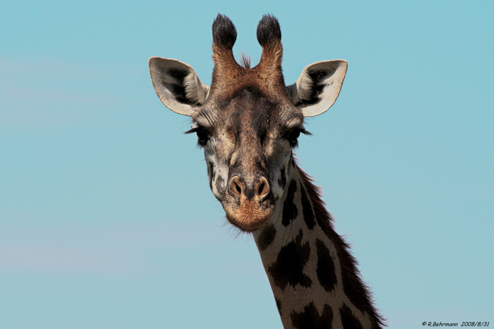 Giraffe - Hallo...