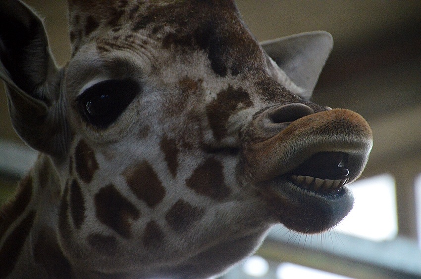 Giraffe - hat die etwa einen blauen Drops geluscht