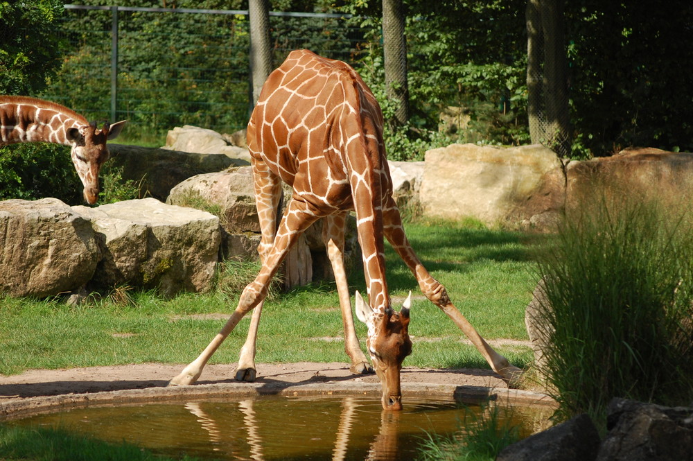 Giraffe hat Durst