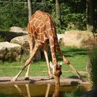 Giraffe hat Durst