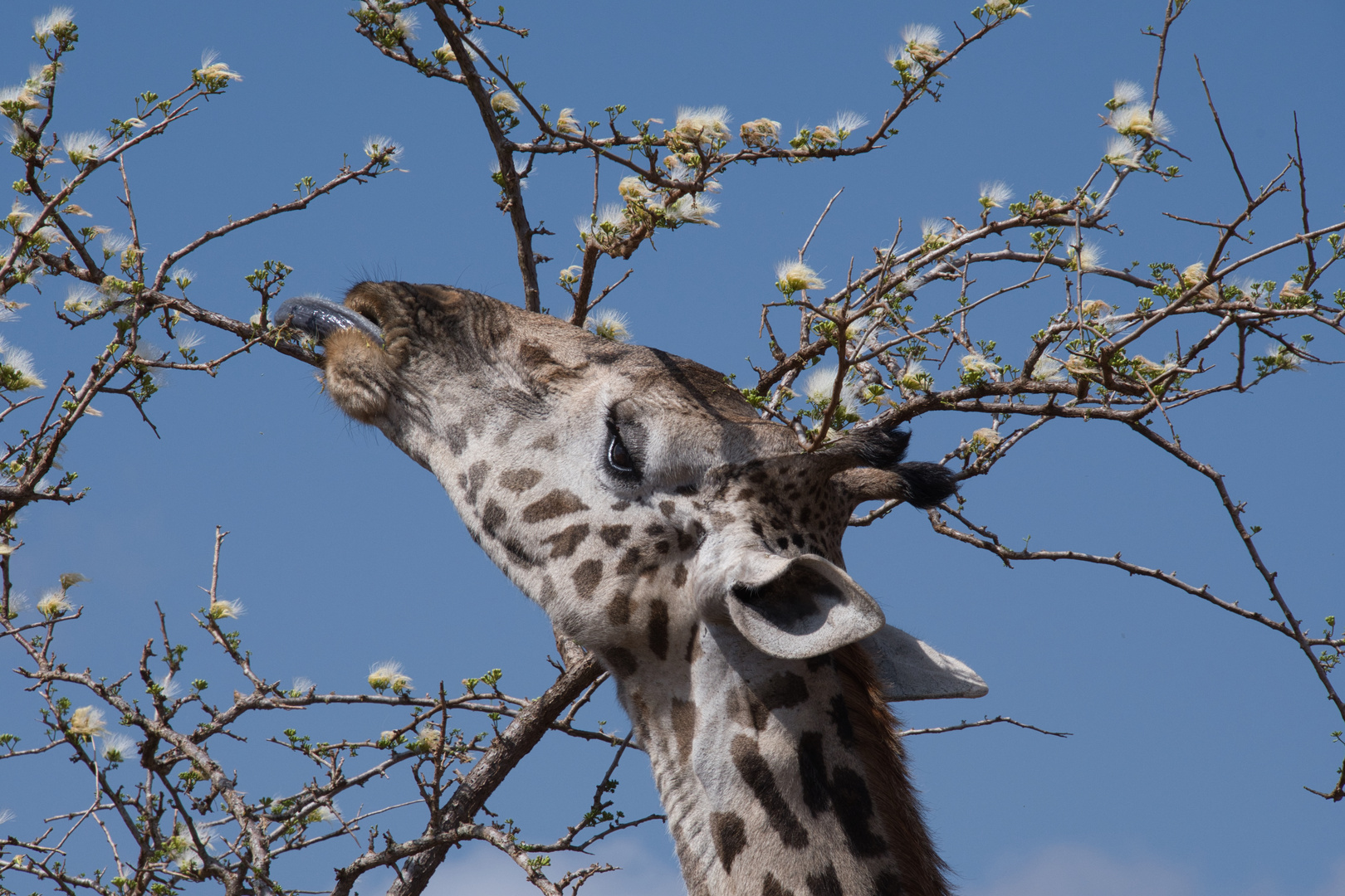 Giraffe hat Hunger