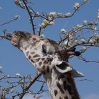 Giraffe hat Hunger