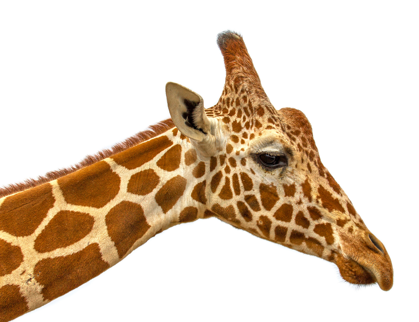 Giraffe head on white background