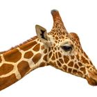 Giraffe head on white background