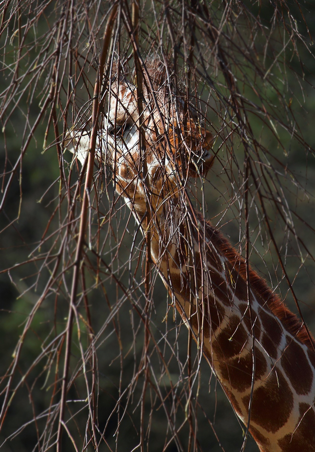 Giraffe, heut mal "Undercover"