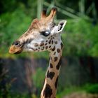 Giraffe I