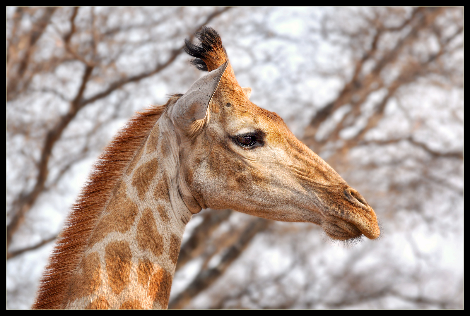 Giraffe II