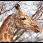 Giraffe II