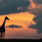 Giraffe im Abendlicht