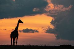 Giraffe im Abendlicht