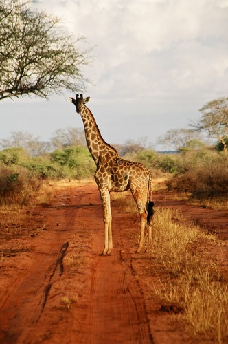 Giraffe im Abendlicht