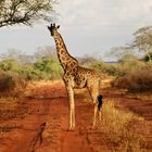 Giraffe im Abendlicht