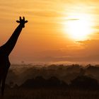 Giraffe im Abendrot