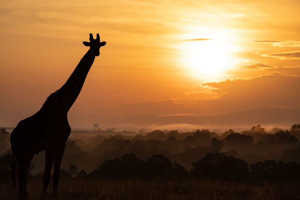 Giraffe im Abendrot