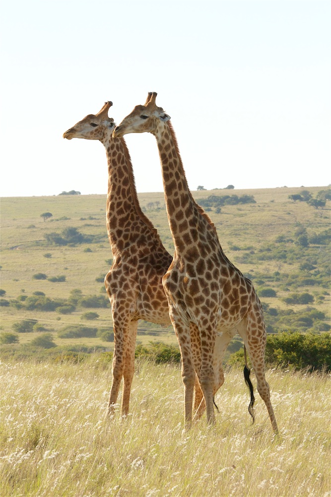 Giraffe im Amakhala Game Reserve