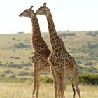 Giraffe im Amakhala Game Reserve