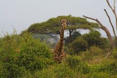 Giraffe im Amboseli