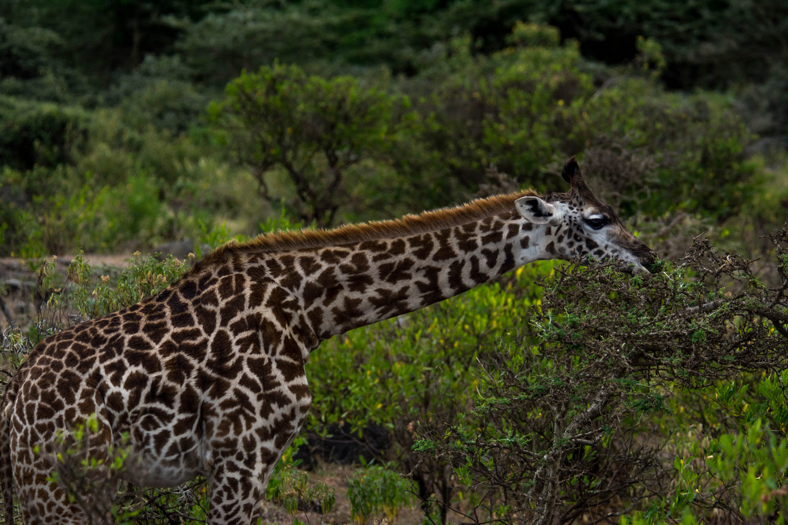 Giraffe im Arusha Nationalpark