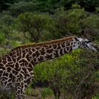 Giraffe im Arusha Nationalpark