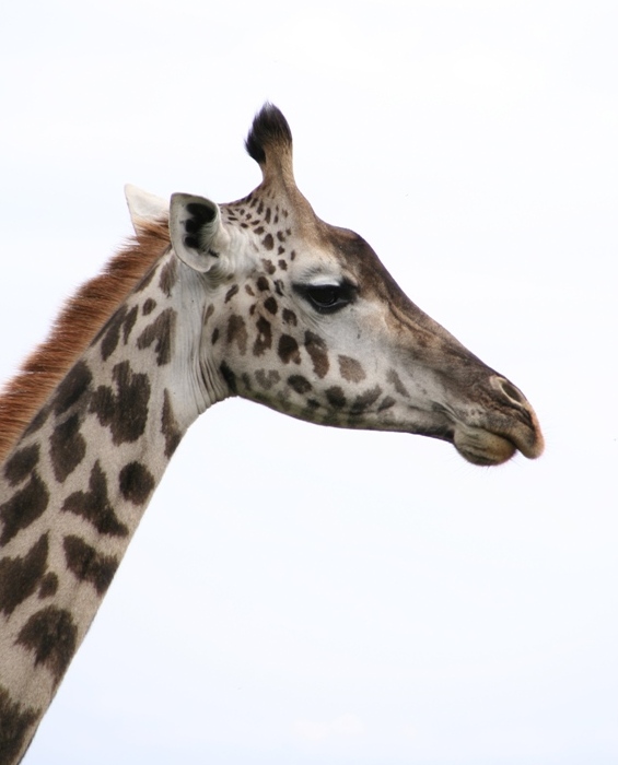 Giraffe im Arusha-Nationalpark