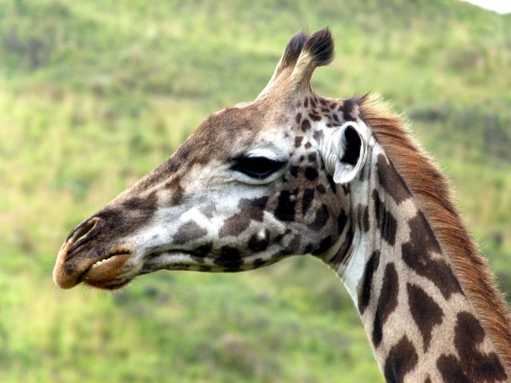 Giraffe im Arusha NP