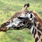 Giraffe im Arusha NP