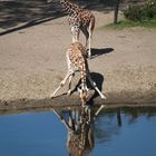 Giraffe im Burgers Zoo