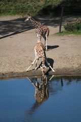 Giraffe im Burgers Zoo