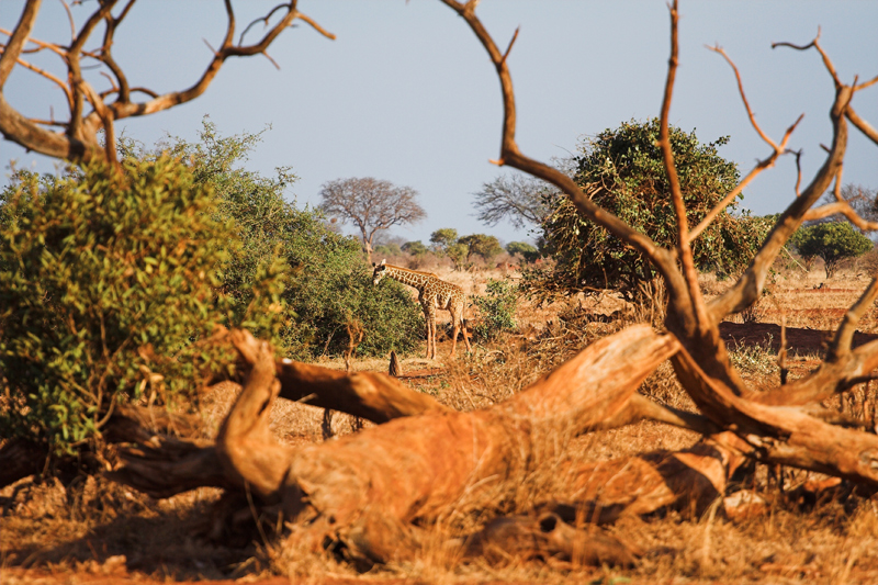 Giraffe im Busch