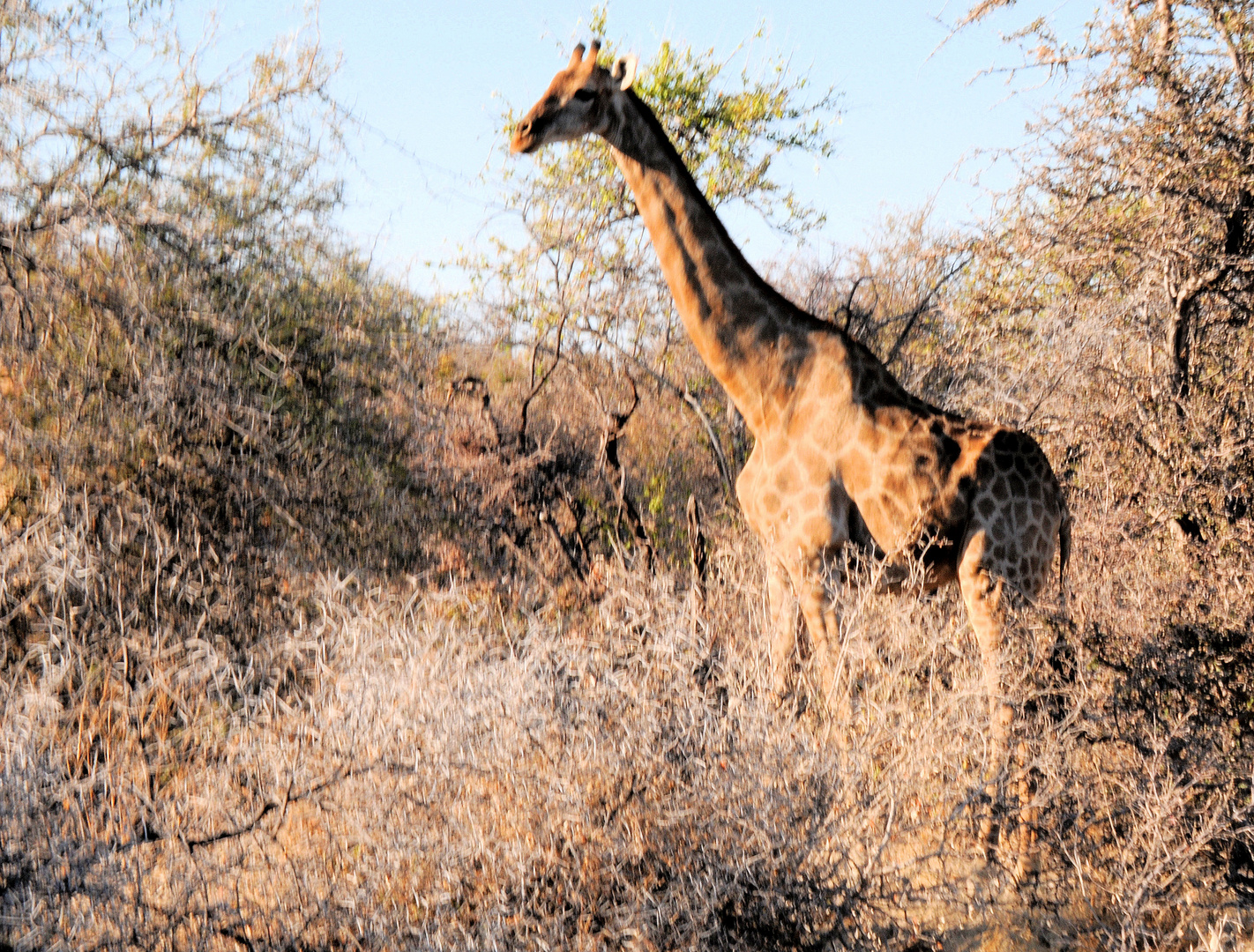 Giraffe im dichten Dornengestrüpp 