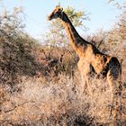 Giraffe im dichten Dornengestrüpp 