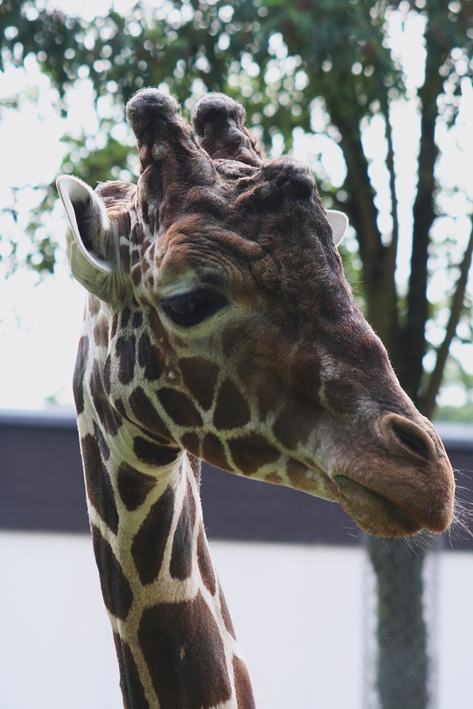 Giraffe im Duisburger Zoo