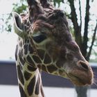 Giraffe im Duisburger Zoo